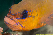cardinalfish mouth-brooding